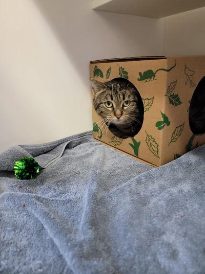 Enlarge Binx, a Adoptable mixed breed in Harbor Springs, MI image 1/3