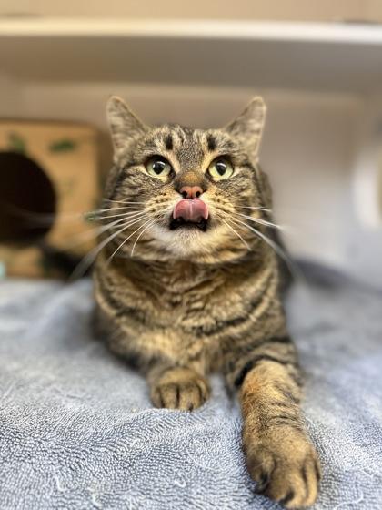 Enlarge Binx, a Adoptable mixed breed in Harbor Springs, MI image 2/3