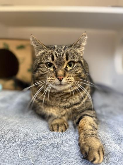 Enlarge Binx, a Adoptable mixed breed in Harbor Springs, MI image 3/3