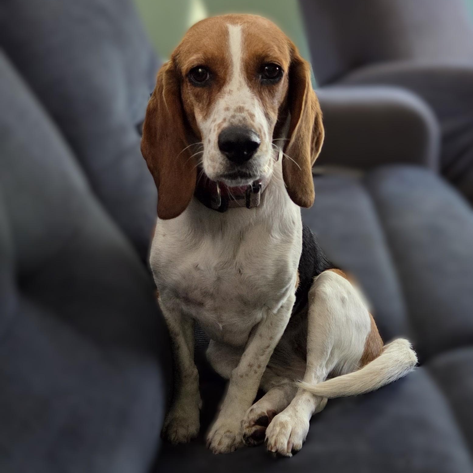 Enlarge Bonnie, a Adoptable Beagle in Stoughton, MA image 1/6