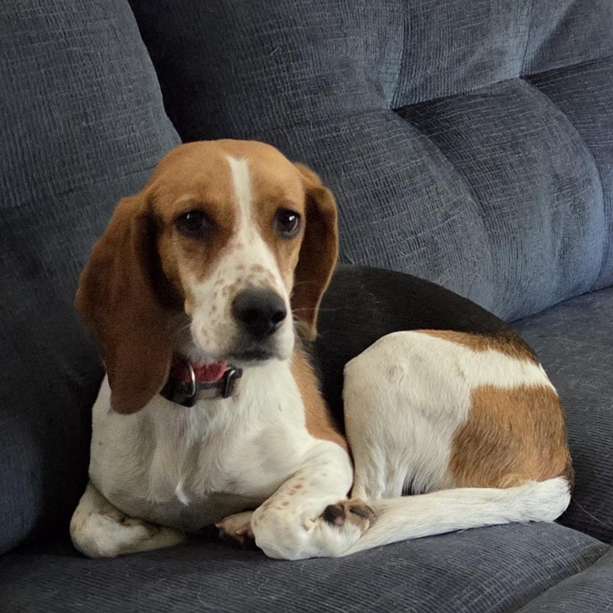 Enlarge Bonnie, a Adoptable Beagle in Stoughton, MA image 2/6