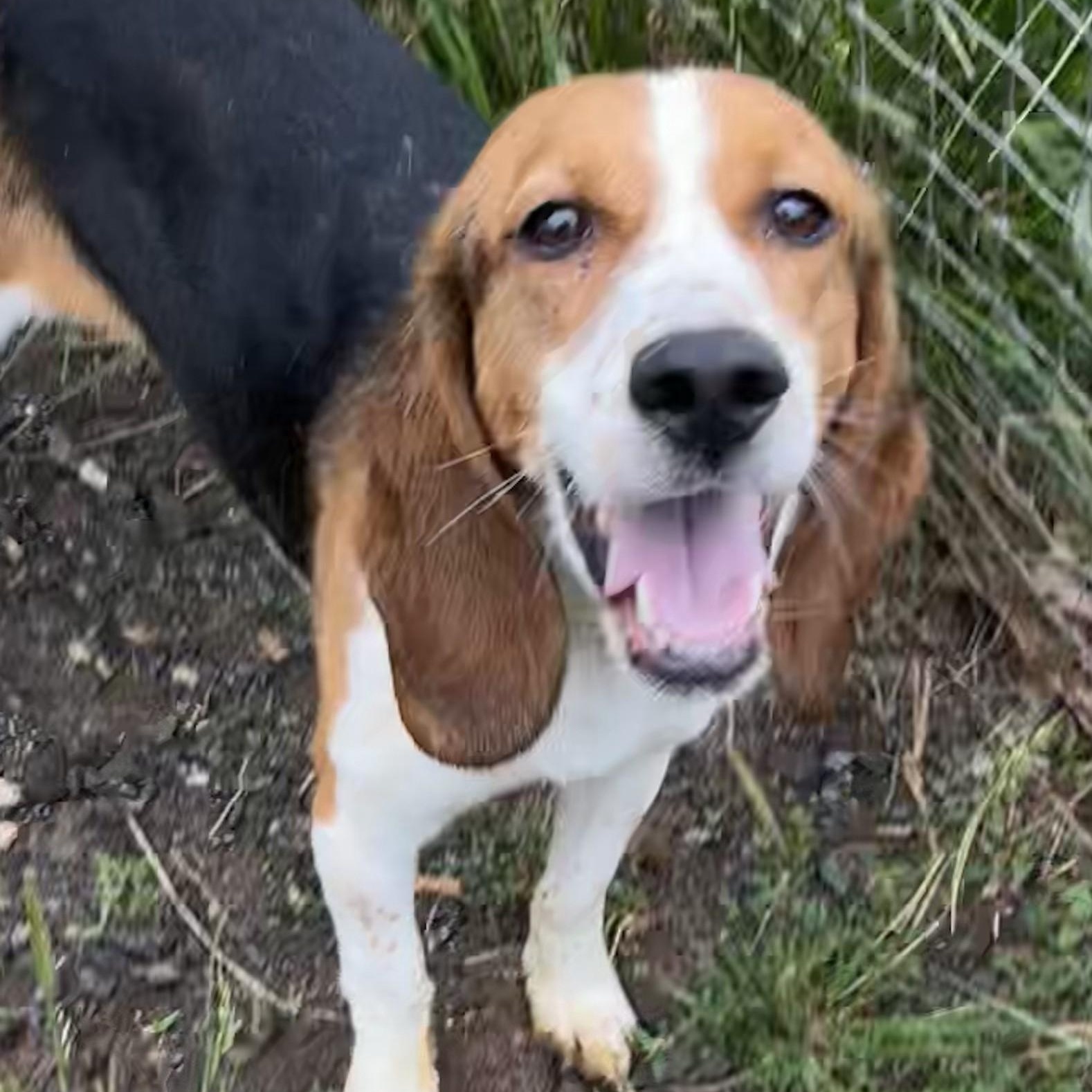 Enlarge Bonnie, a Adoptable Beagle in Stoughton, MA image 6/6
