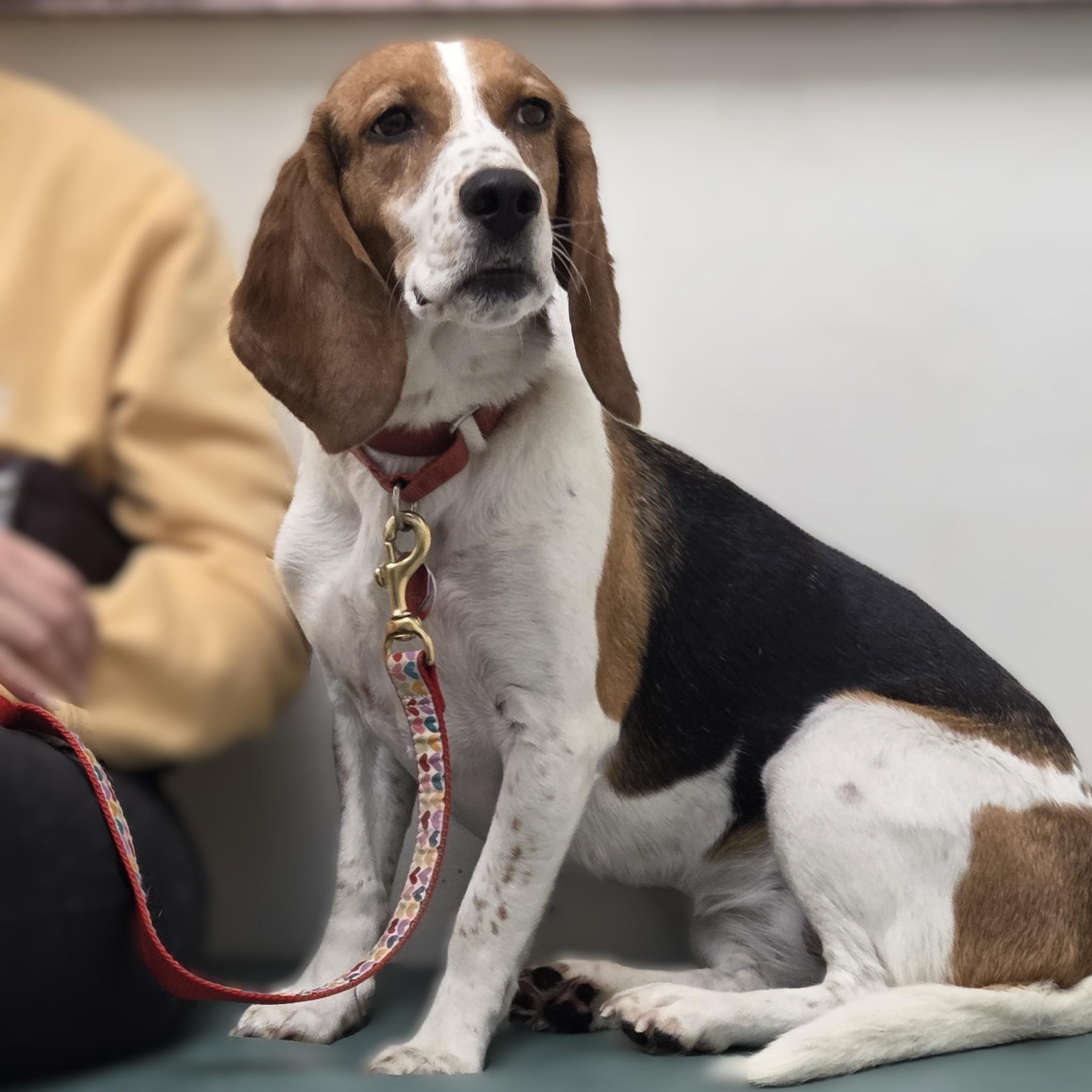 Bonnie, Adoptable, Adult Female Beagle.