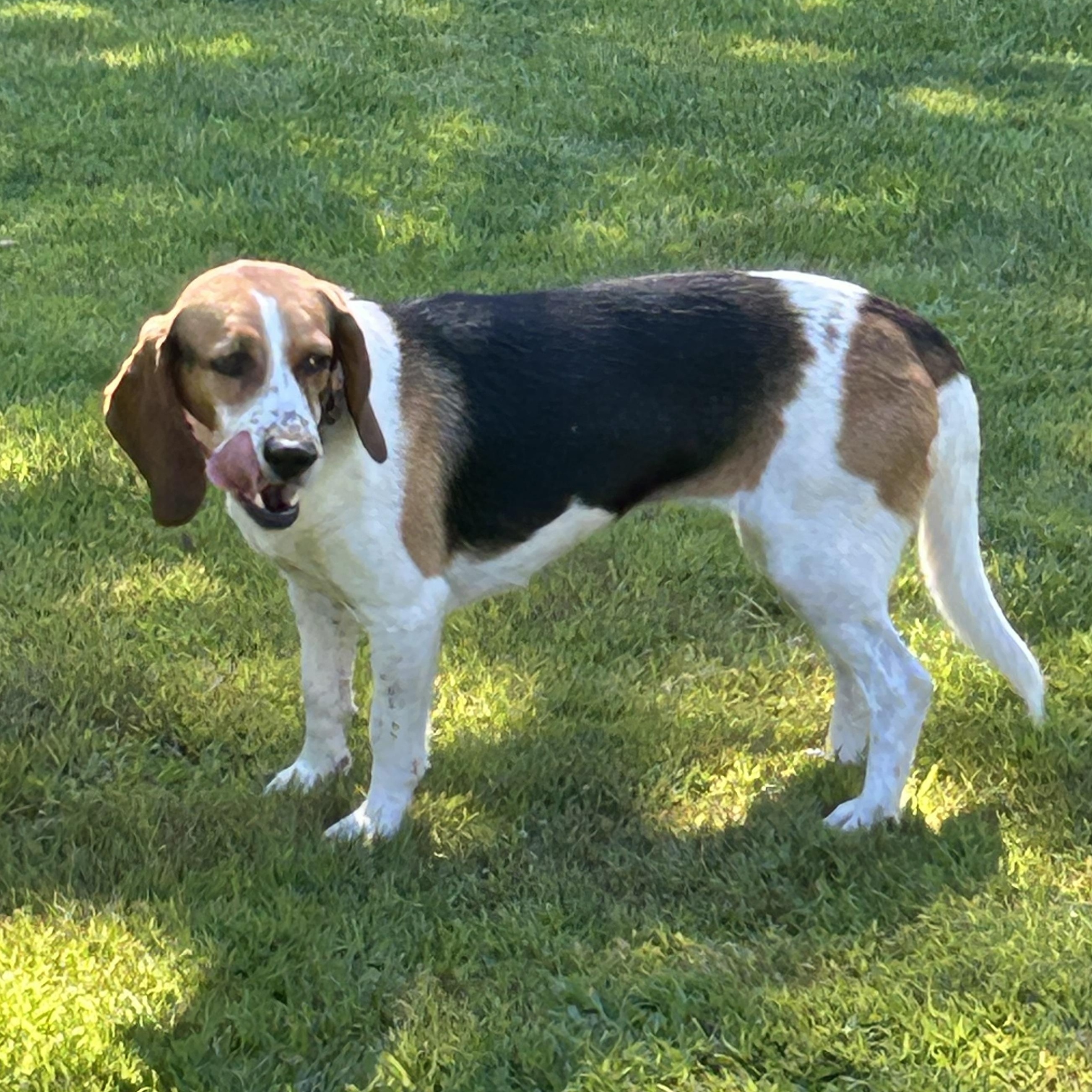Enlarge Bonnie, a Adoptable Beagle in Stoughton, MA image 5/6