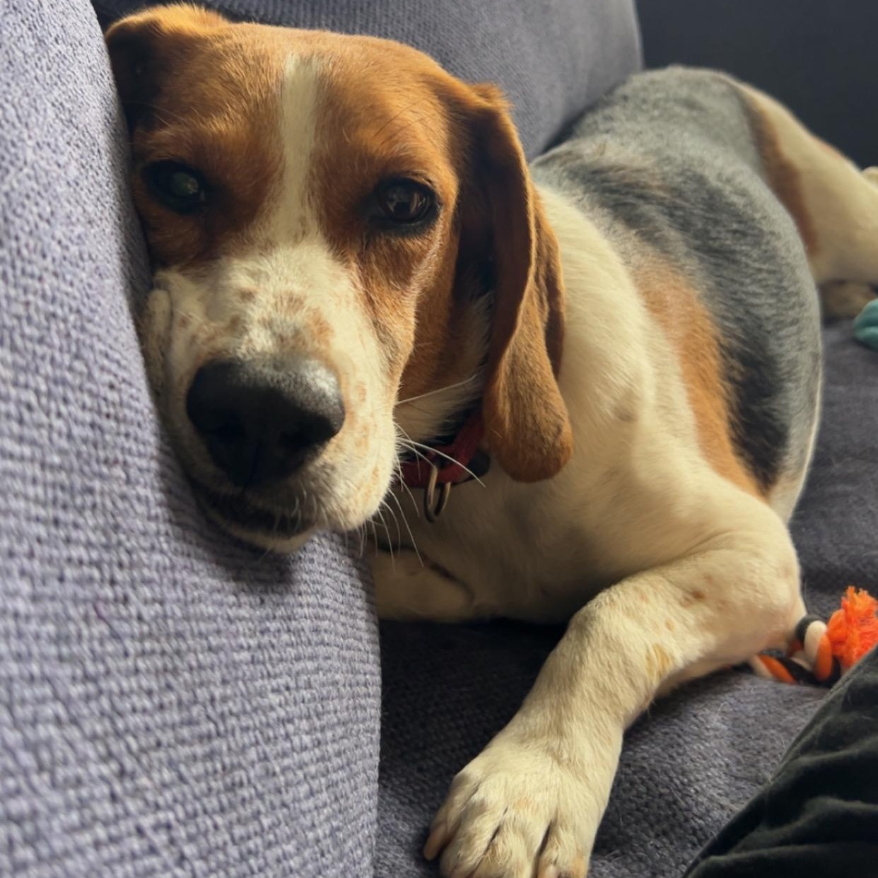 Enlarge Bonnie, a Adoptable Beagle in Stoughton, MA image 3/6