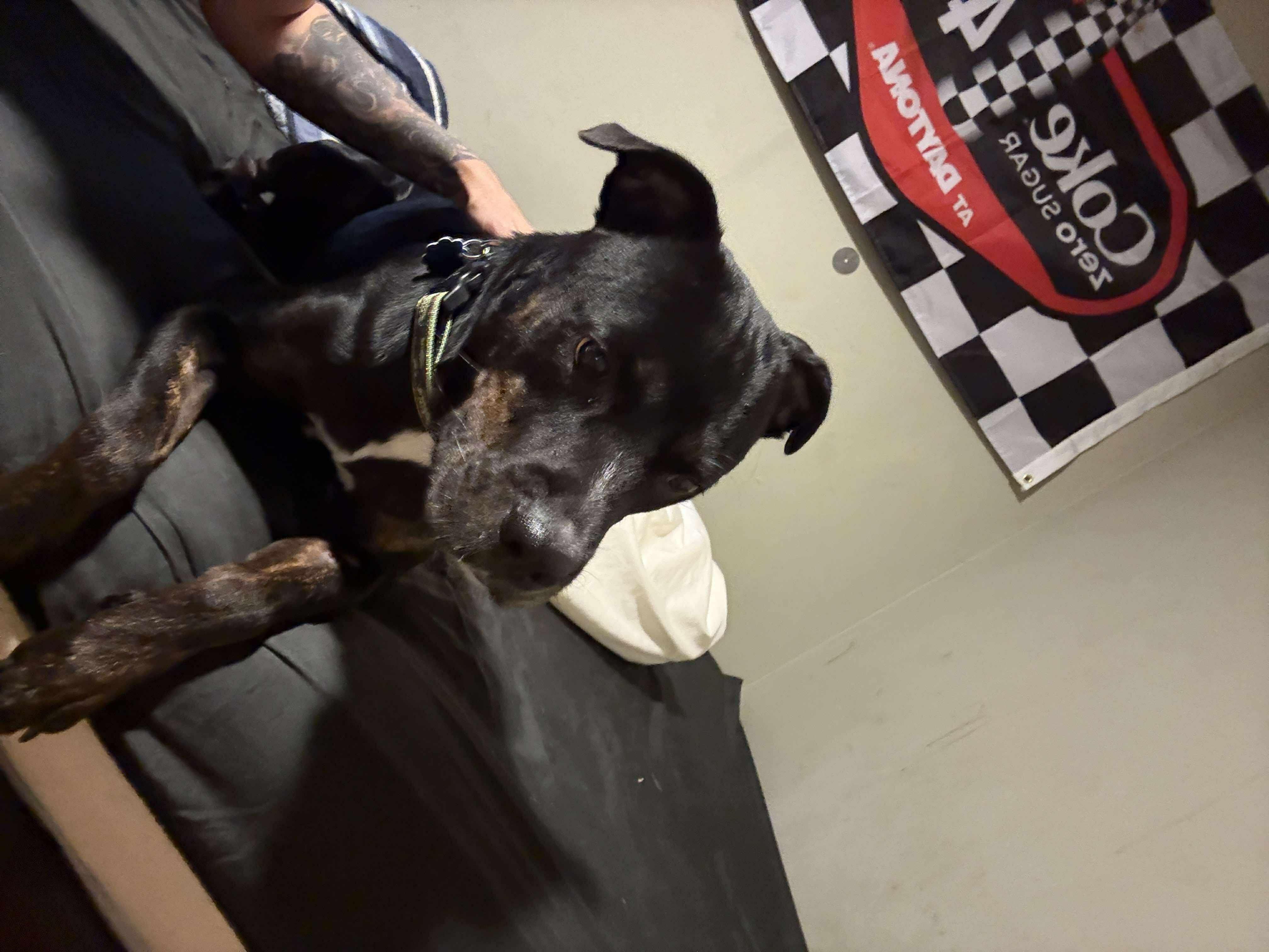 Rowena Ravenpaw, a Adoptable Pit Bull Terrier in Lakeland, FL image 1/2