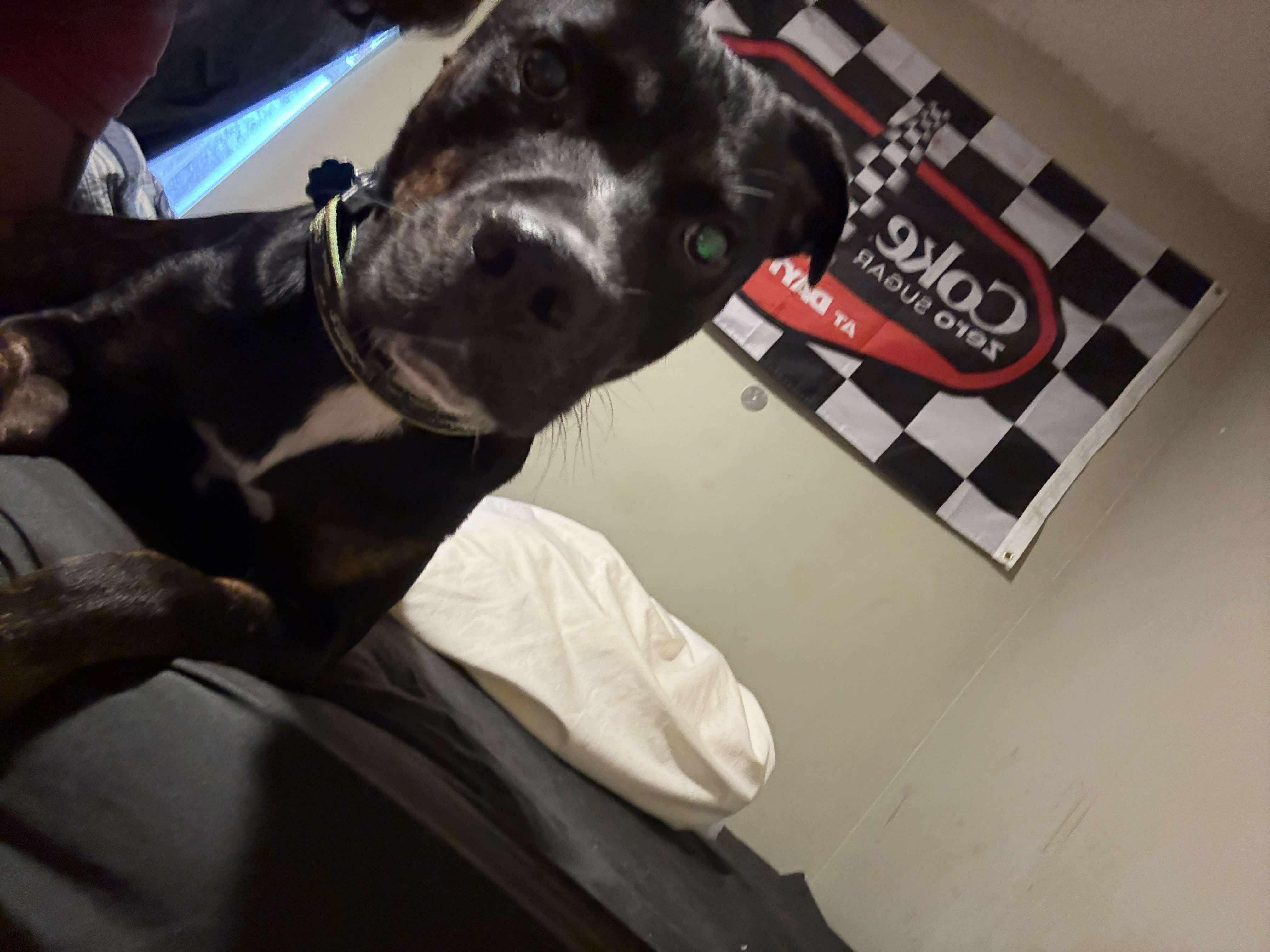 Rowena Ravenpaw, a Adoptable Pit Bull Terrier in Lakeland, FL image 2/2