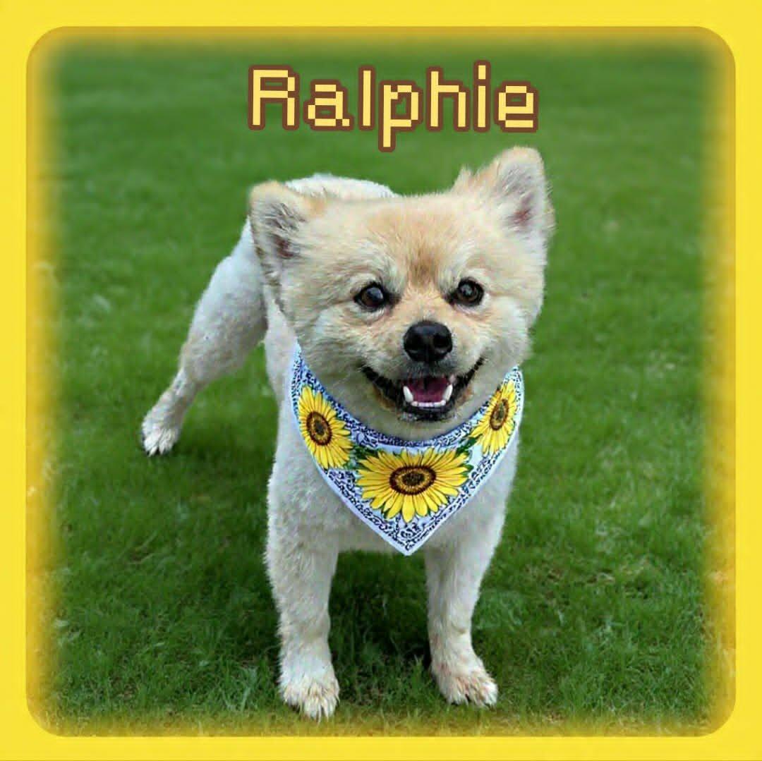 Ralphie, an adopted Pomeranian in Grove, OK image 4/5