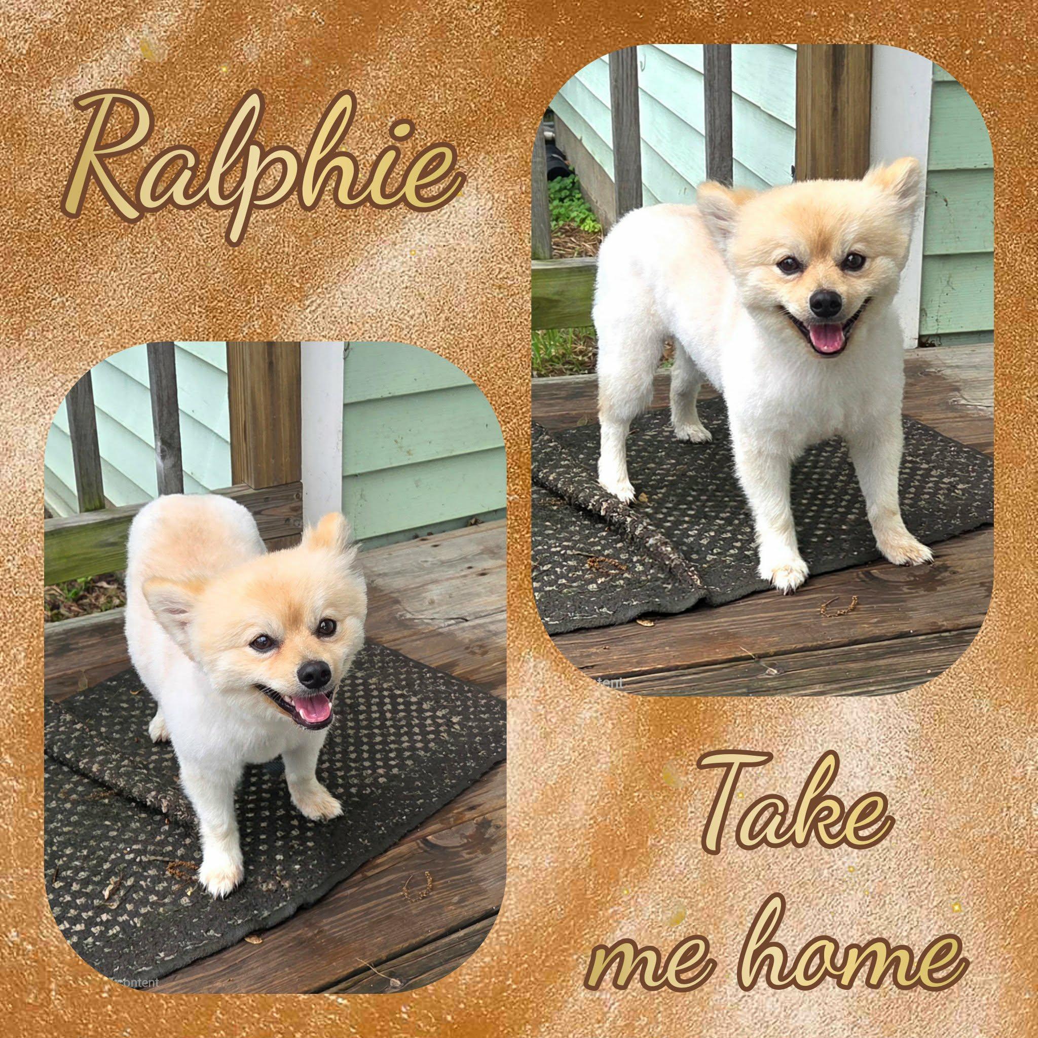 Ralphie, an adopted Pomeranian in Grove, OK image 2/5