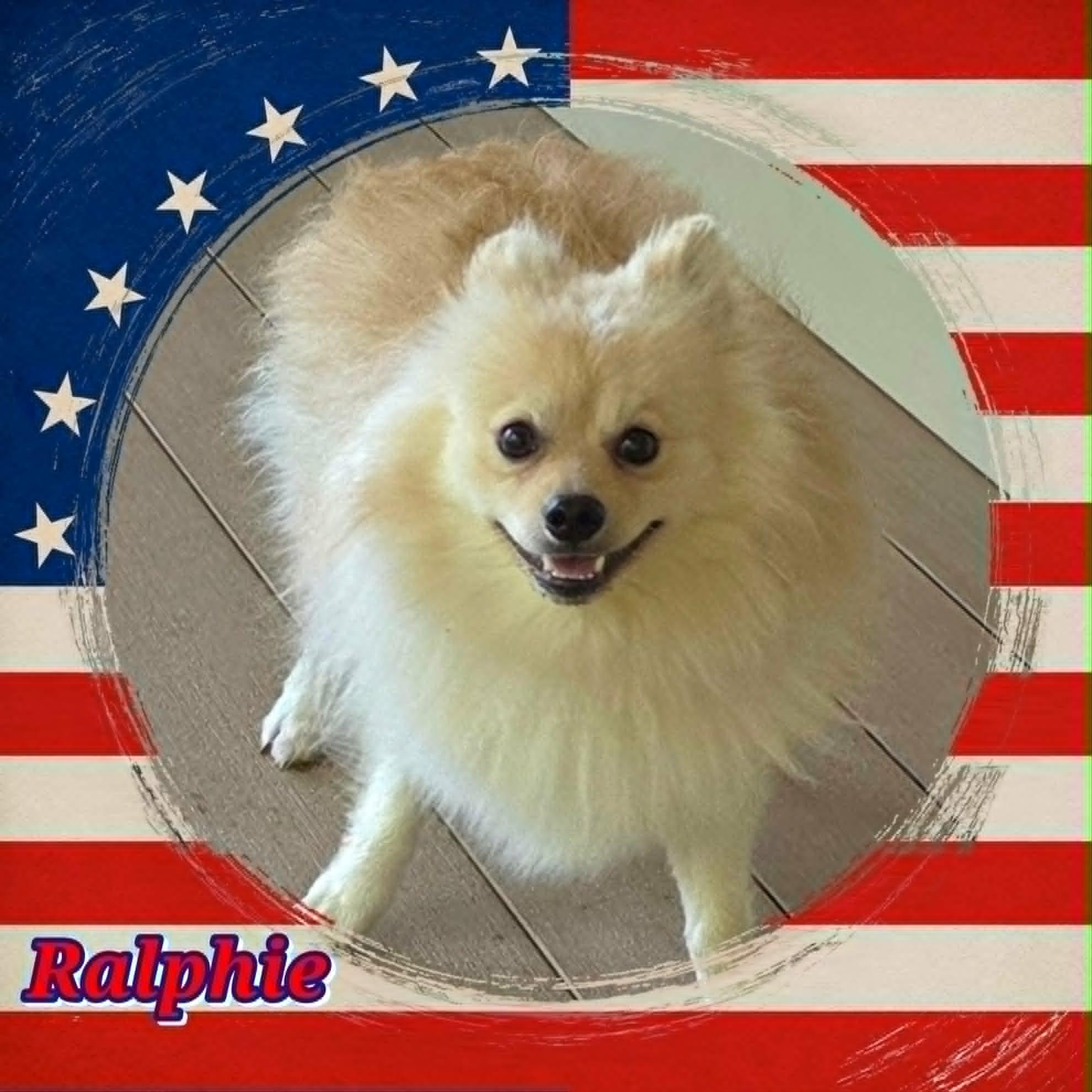 Ralphie, adopted, Young Male Pomeranian.