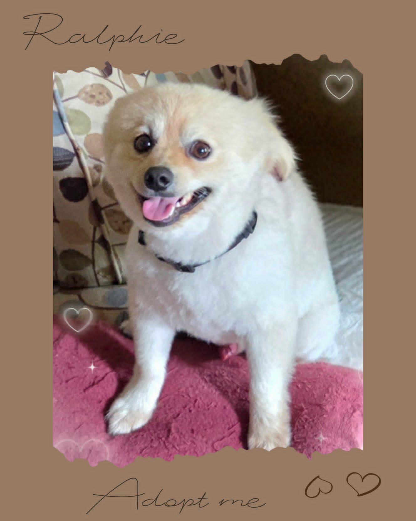 Ralphie, an adopted Pomeranian in Grove, OK image 5/5
