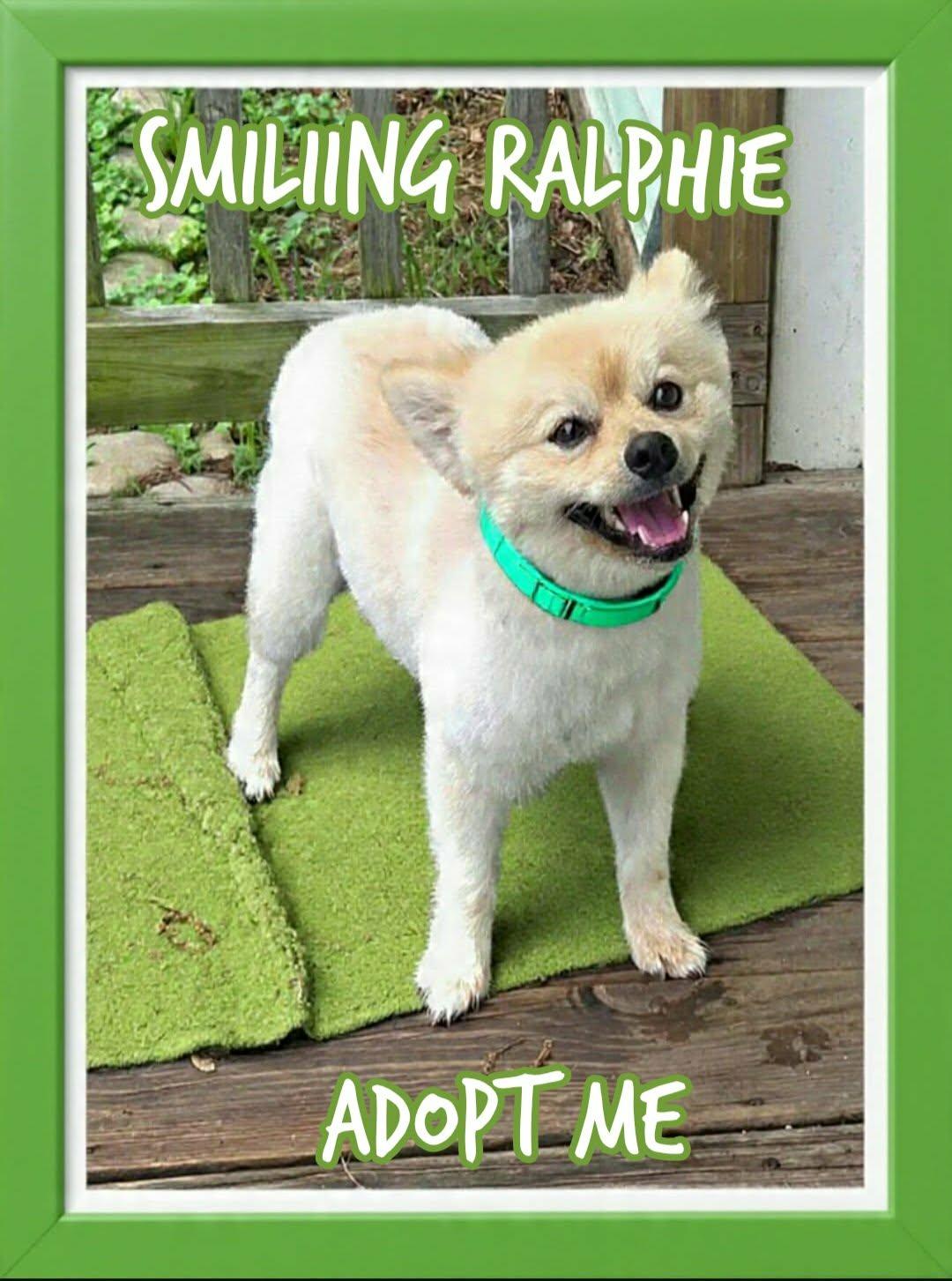 Ralphie, an adopted Pomeranian in Grove, OK image 3/5