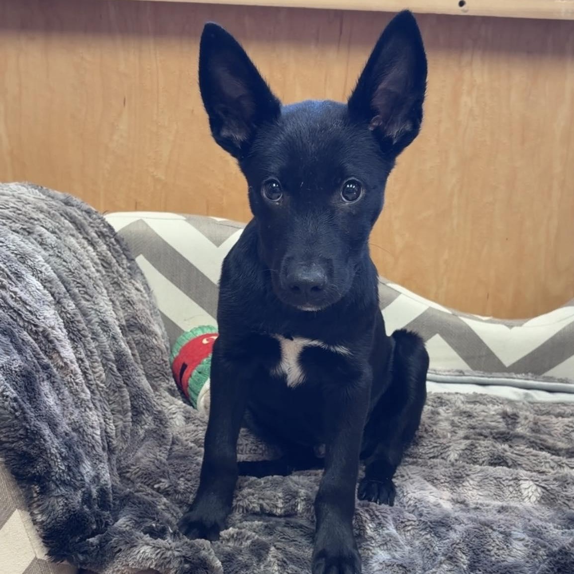 Enlarge Plaid, a ADOPTABLE Shepherd in Valparaiso, IN image 2/2