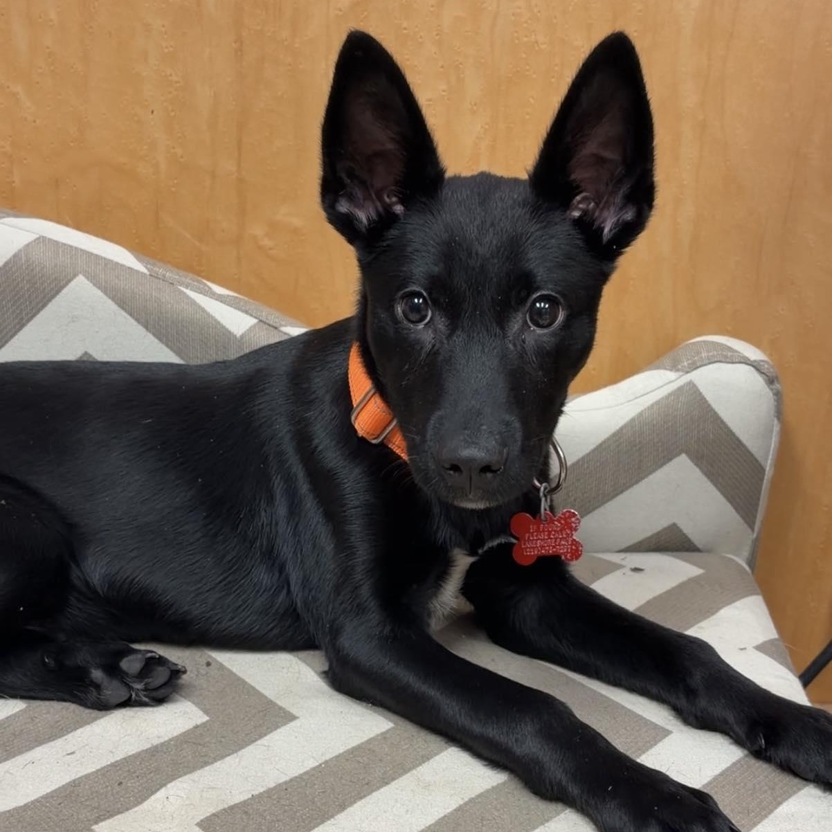 Enlarge Plaid, a ADOPTABLE Shepherd in Valparaiso, IN image 1/2