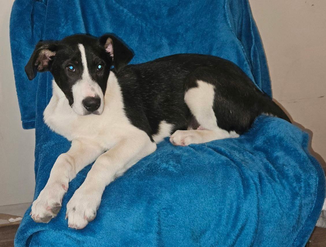 Enlarge Pickles, a Adopted mixed breed in Mount Laurel, NJ image 2/3