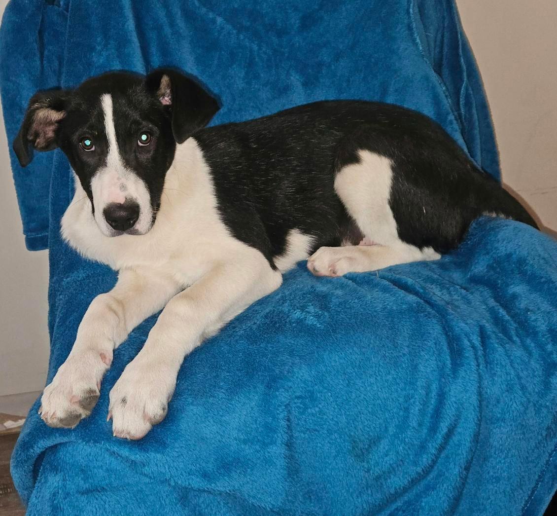 Enlarge Pickles, a Adopted mixed breed in Mount Laurel, NJ image 3/3