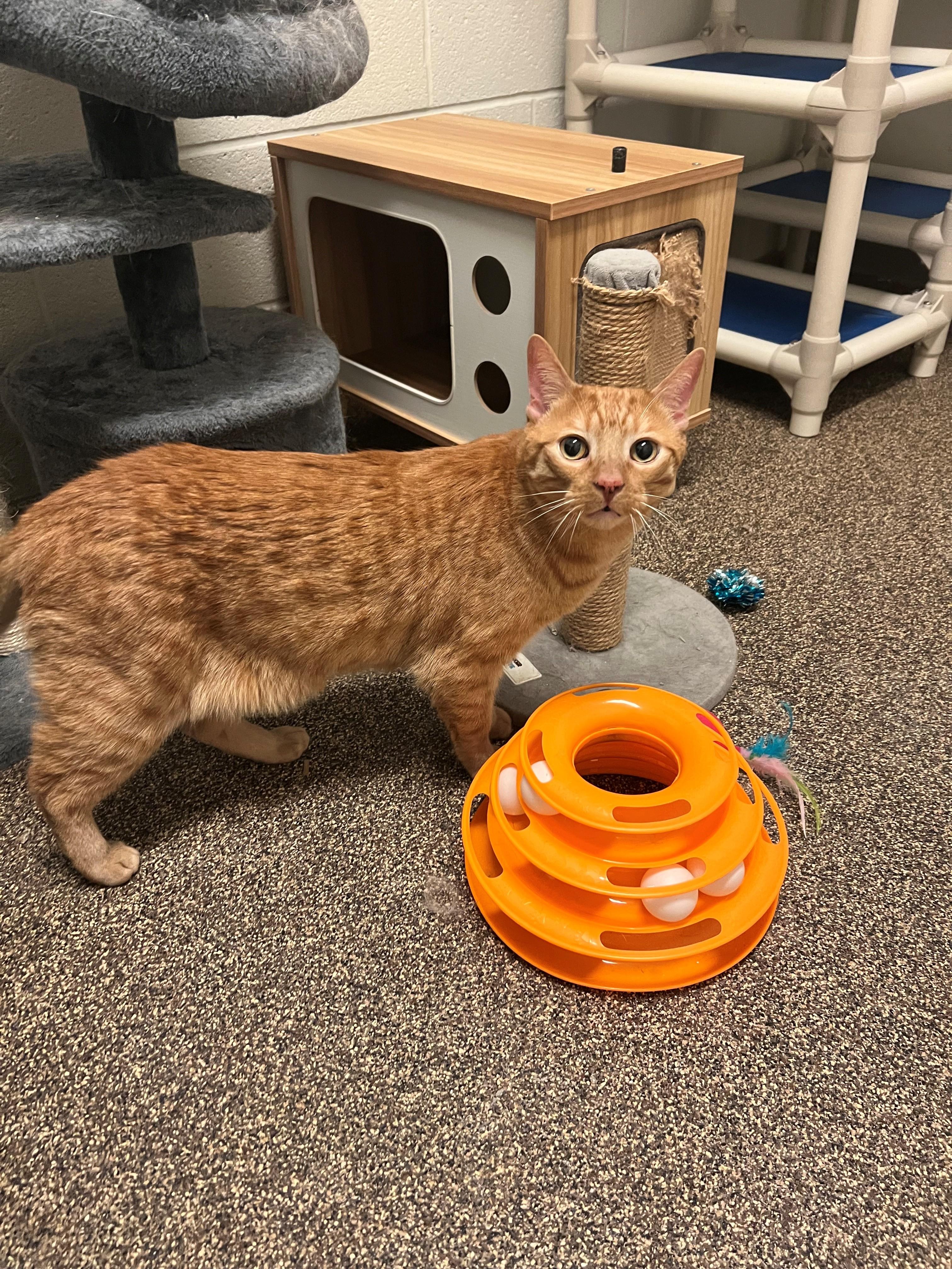 Henry CH-002/26, ADOPTABLE, Adult Male Domestic Short Hair.