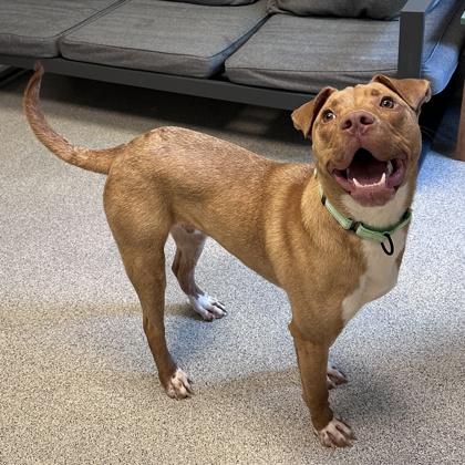 Enlarge Austin, a ADOPTABLE Mixed Breed in Lansing, MI image 3/3