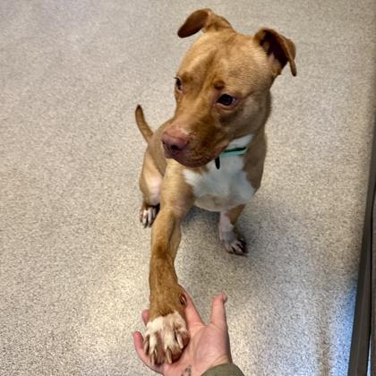 Enlarge Austin, a ADOPTABLE Mixed Breed in Lansing, MI image 2/3