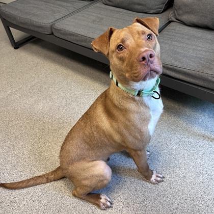 Austin, ADOPTABLE, Adult Male Mixed Breed.