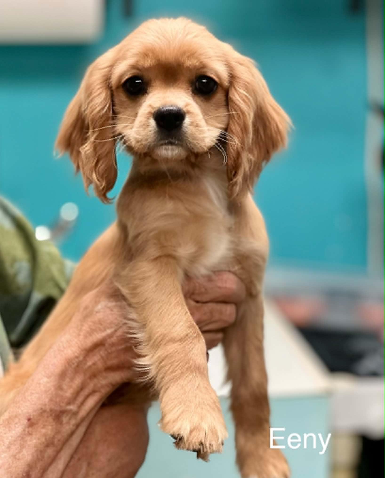 Enlarge Eeny, a ADOPTABLE mixed breed in Brunswick, ME image 2/2
