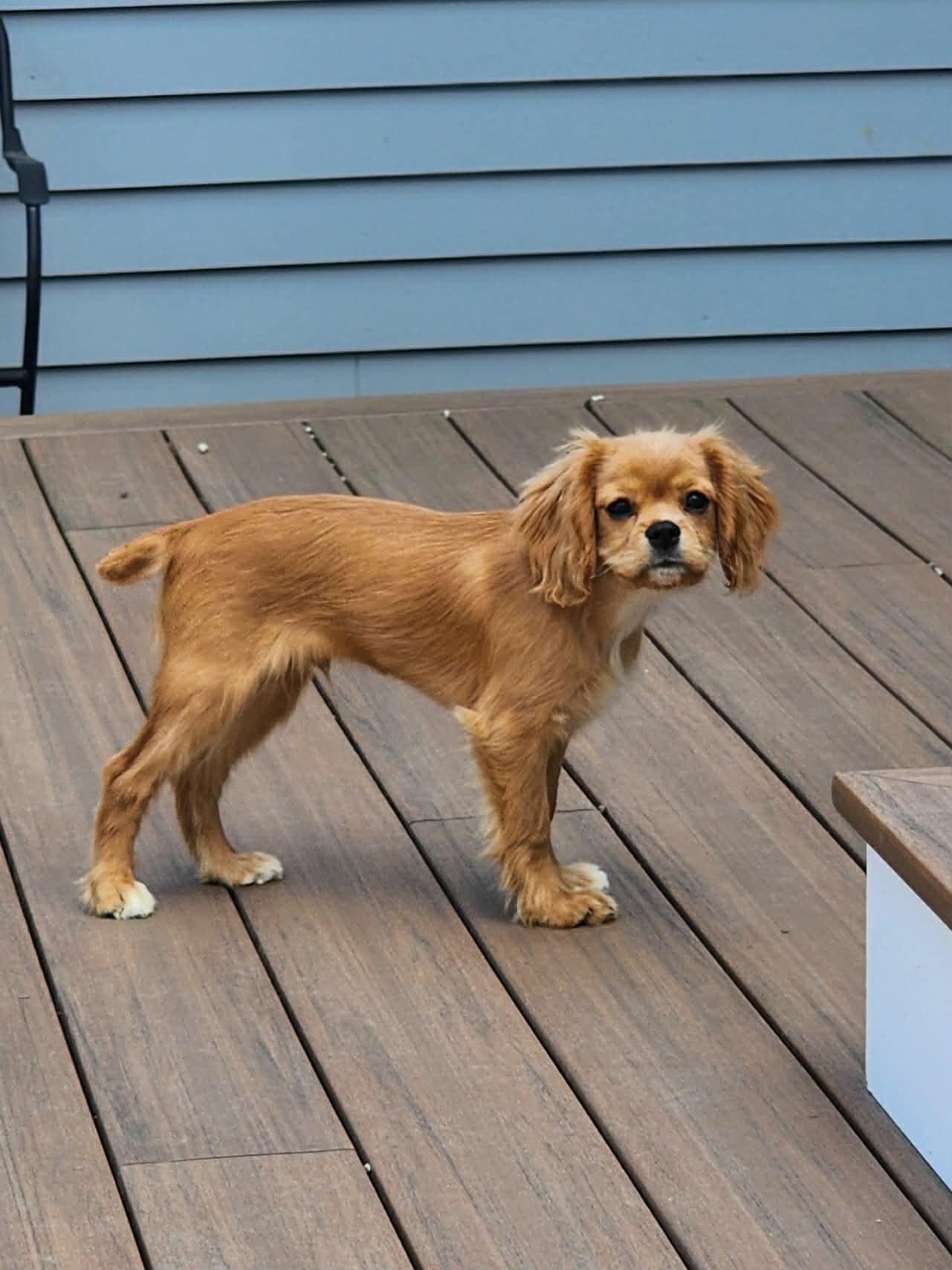 Enlarge Eeny, a ADOPTABLE mixed breed in Brunswick, ME image 1/2