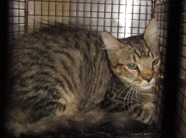 Wendy Testaburger, Adoptable, Young Female Domestic Medium Hair.