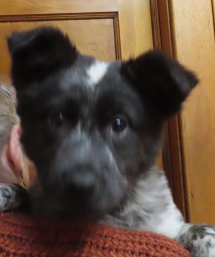 Enlarge LaFayette, an adoptable mixed breed in Saint Paul, MN image 5/6