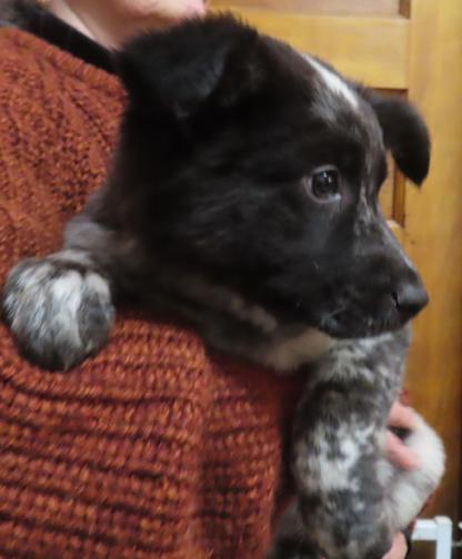 Enlarge LaFayette, an adoptable mixed breed in Saint Paul, MN image 3/6