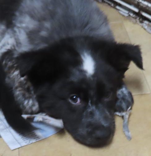 LaFayette, adoptable, Puppy Male Australian Shepherd & Husky.