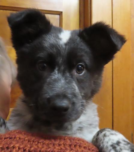 Enlarge LaFayette, an adoptable mixed breed in Saint Paul, MN image 2/6