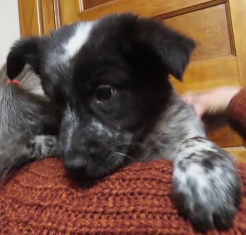 Enlarge LaFayette, an adoptable mixed breed in Saint Paul, MN image 4/6