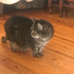 Enlarge Rose Archdeacon, a Adoptable mixed breed in Woodstock, VA image 1/2