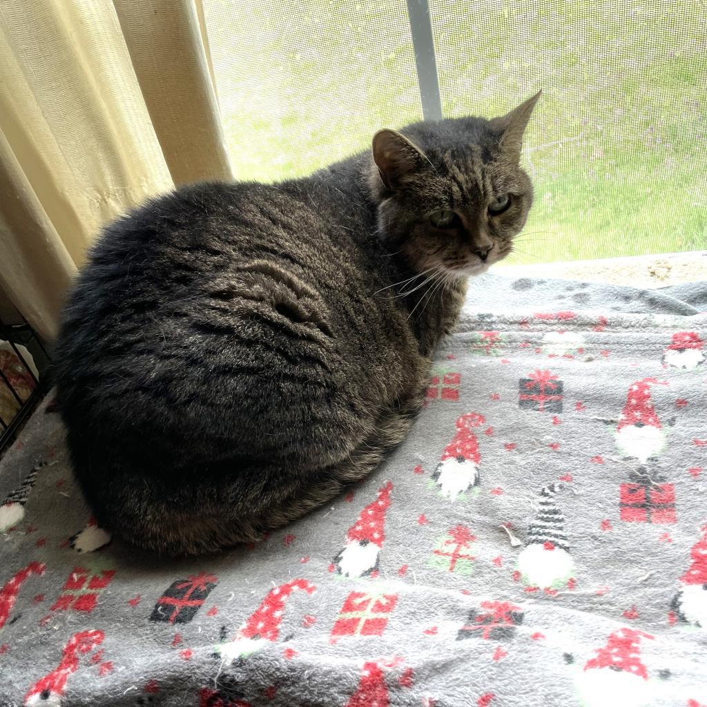 Enlarge Rose Archdeacon, a Adoptable mixed breed in Woodstock, VA image 2/2