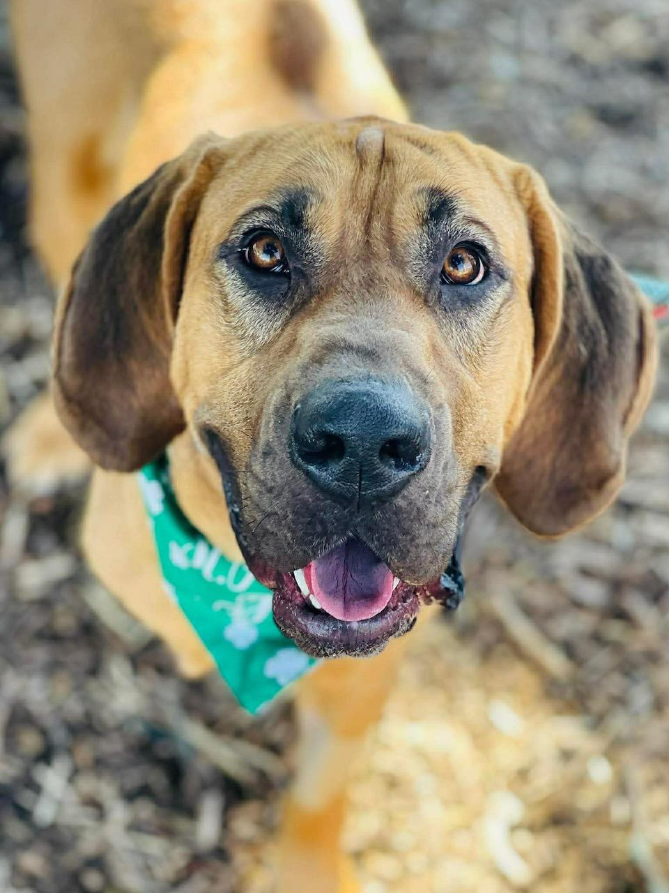 Enlarge Amelia, a ADOPTABLE Bloodhound in Oxford, GA image 1/4