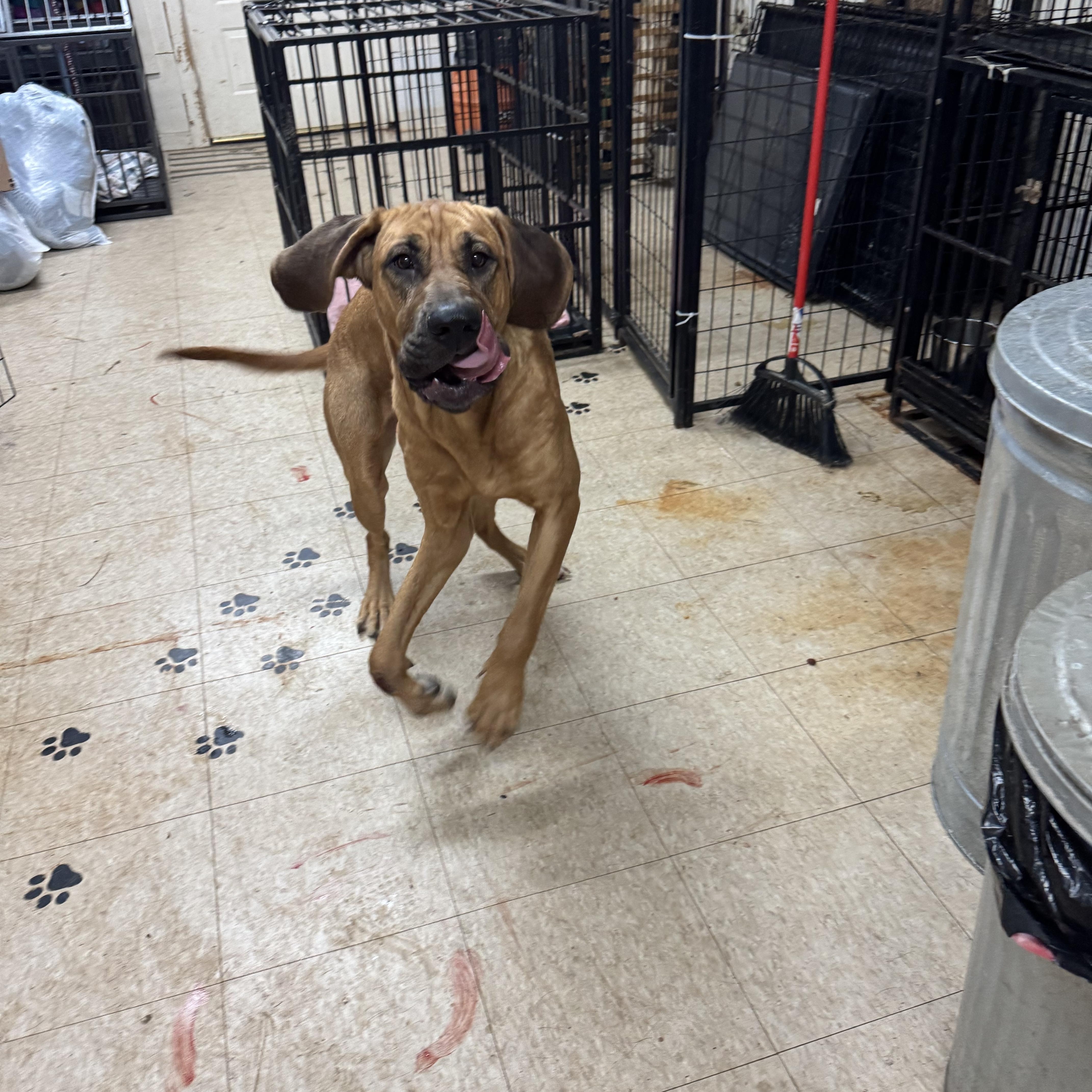 Enlarge Amelia, a ADOPTABLE Bloodhound in Oxford, GA image 4/4