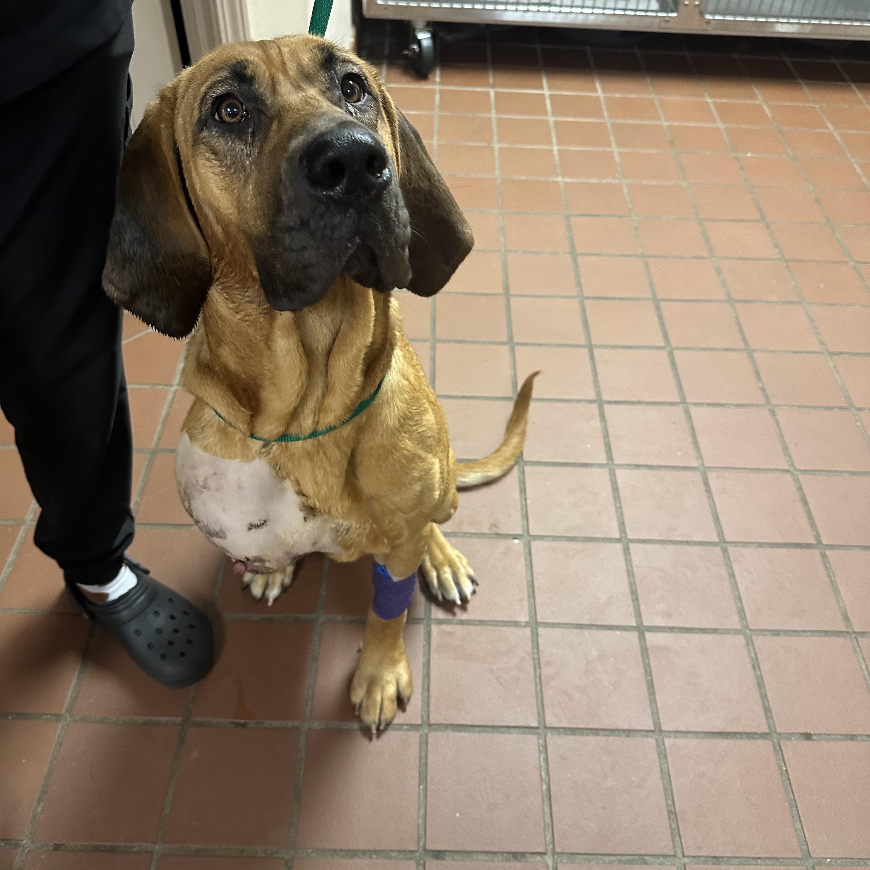 Enlarge Amelia, a ADOPTABLE Bloodhound in Oxford, GA image 2/4