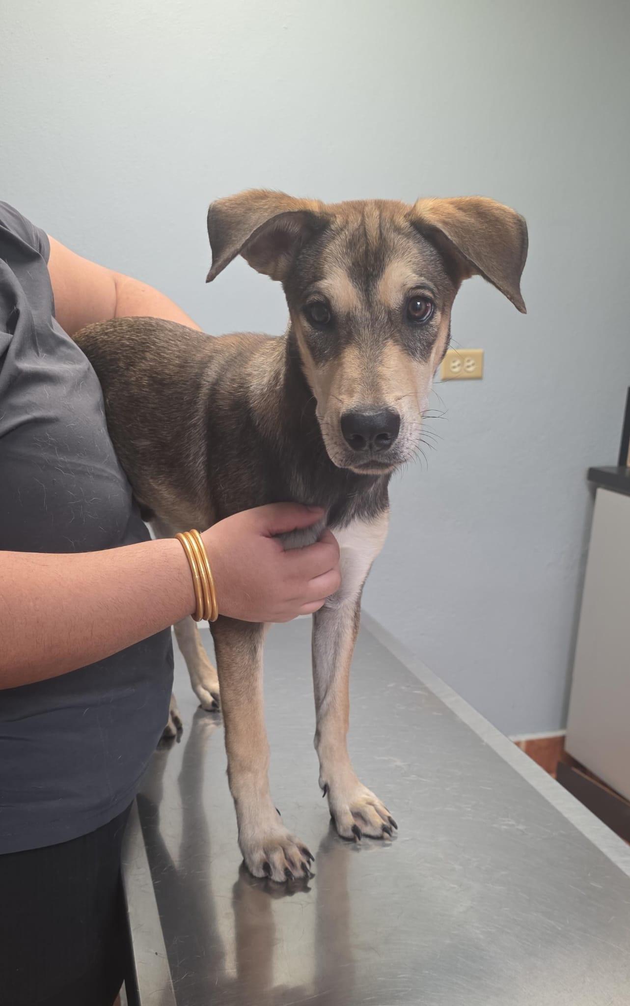 Wilson, Adoptable, Young Male Beagle.