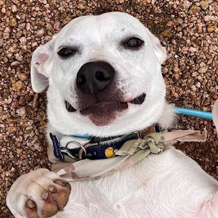 COOPER, a Adoptable mixed breed in fort worth, TX image 3/6