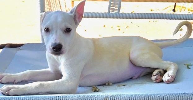 COOPER, Adoptable, Puppy Male Mixed Breed & Shepherd.