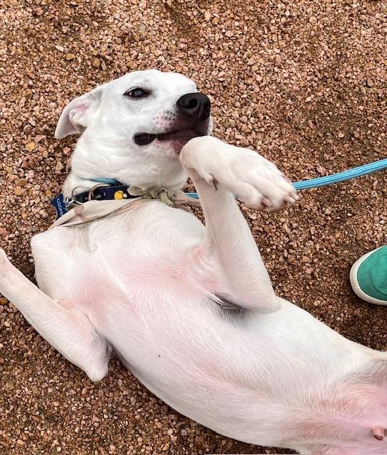 COOPER, a Adoptable mixed breed in fort worth, TX image 5/6