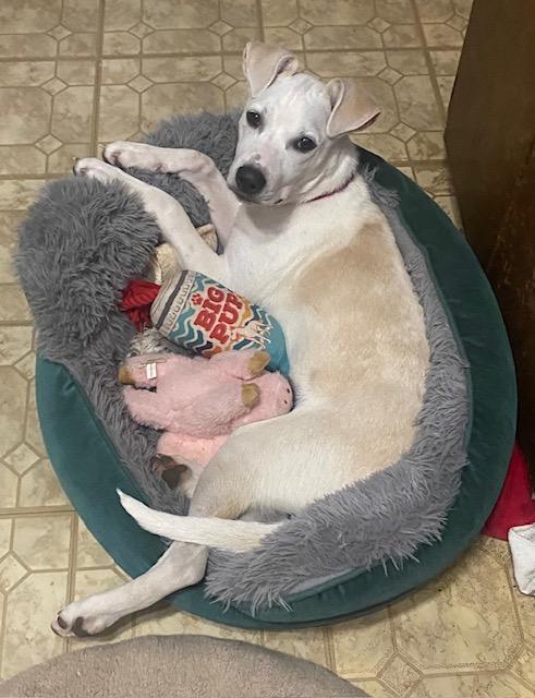 Enlarge COOPER, a Adoptable mixed breed in fort worth, TX image 1/6