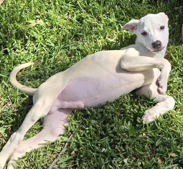 COOPER, a Adoptable mixed breed in fort worth, TX image 2/6