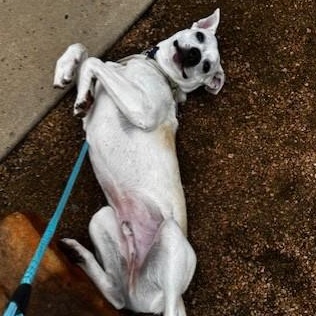 COOPER, a Adoptable mixed breed in fort worth, TX image 6/6