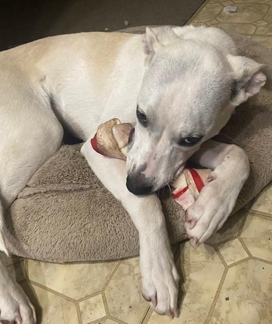 COOPER, Adoptable, Young Male Mixed Breed & Shepherd.