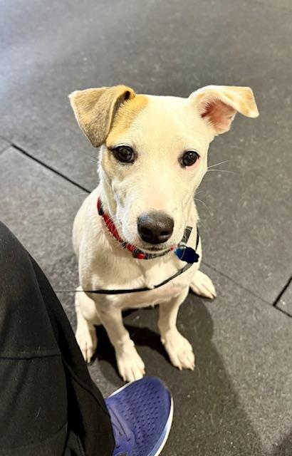 Enlarge COOPER, a Adoptable mixed breed in fort worth, TX image 4/6