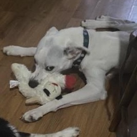 COOPER, Adoptable, Young Male Mixed Breed & Shepherd.