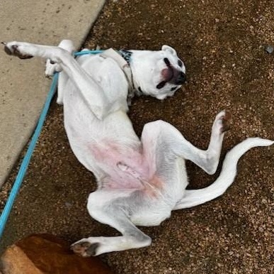 COOPER, a Adoptable mixed breed in fort worth, TX image 2/6