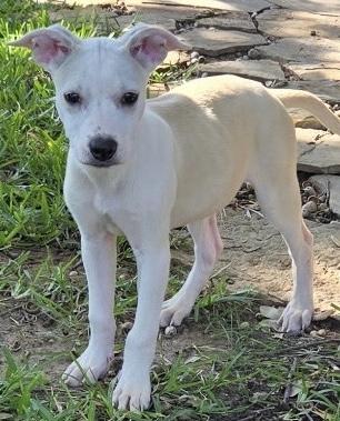 COOPER, a Adoptable mixed breed in fort worth, TX image 3/6