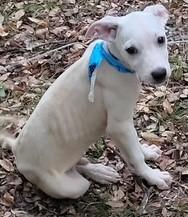 COOPER, a Adoptable mixed breed in fort worth, TX image 4/6